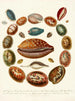 Encyclopédie londinensis Conchology Pl 03 - John Chapman — vy av konstverket