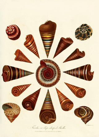 John Chapman - Encyclopaedia londinensis Conchology Pl 08.webp