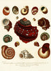 Encyclopaedia londinensis Conchyliologie Pl 09 - John Chapman — vy av konstverket