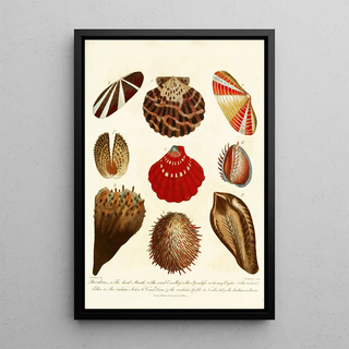 John Chapman - Encyclopaedia londinensis Conchology Pl 14.webp