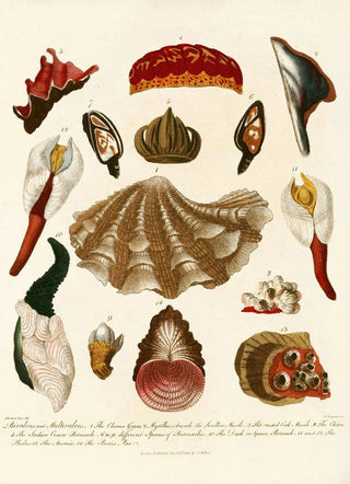 John Chapman - Encyclopaedia londinensis Conchology Pl 15.webp