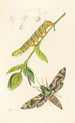 Entomologie britannique - John Curtis — vy av konstverket