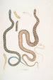 Bengalisnaken Coluber Bengalensis 47 Serpent losangé Coluber rectangulus - John Edward Gray — vy av konstverket