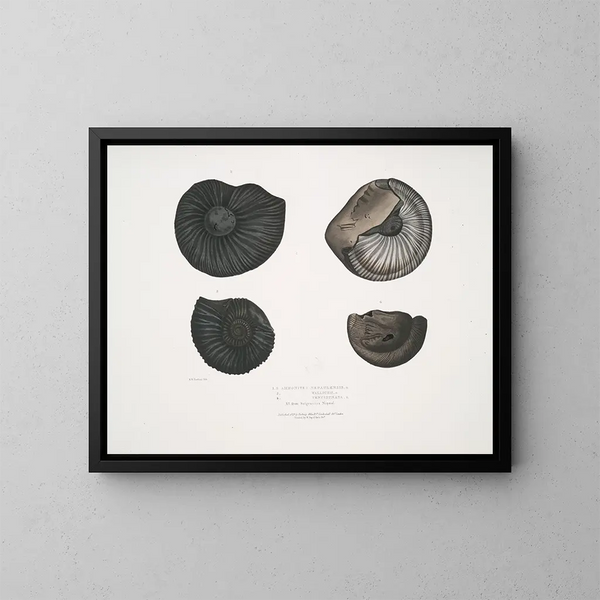 Ammonites népalensis Ammonites wallichii Ammonites tenuistnata - John Edward Gray — inramlat konstverk på väggen