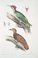 Pic de l'Almorah Picus dimidiatus 2 Pic indien roux Picus rufus - John Edward Gray — vy av konstverket