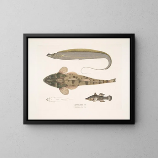 John Edward Gray - 1 Armed Hairtail Trichiurus armatus 2 Chacca Flathead Platycephalus Chacca 3 Indian Cheilodipterus Checlodipterus Batis.webp