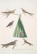 Martinet de Balassie Cypselus palmarum 1a Mâle 1b Femelle 1c Jeune 1d Nid 2 Martinet allier Cypselus affinis - John Edward Gray — vy av konstverket