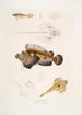 Anaora barbu Amora tentaculata amboina 2 Pelors de Cuvier Pelors Cuvieri 3 Drakfisk med tvåfingrade taggar Callionymus serrato spinosus - John Edward Gray — vy av konstverket