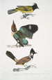 Brachype med svart huvud Brachypus melanocephalus 2 Pelta med kort svans Pitta Pelta Pitta brachyura - John Edward Gray — vy av konstverket