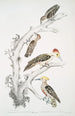 Pic brun Picus Molluccensis Mâle och Femelle 2 Pic Mahratta Konsttryck Picus Mahrattensis Mâle och Femelle - John Edward Gray — vy av konstverket