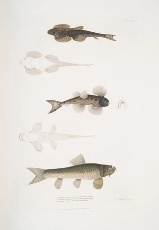 John Edward Gray - 1 Bruces Balitora Balitora Brucei Mountain Stream India 2 Spotted Balitora Balitora maculata Mountain Stream India.webp