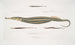 Syngnathe Carcé Poisson-tuyau Syngnathus Carce 2 Syngnathe Banded Poisson-tuyau Syngnathus faciatus 3 Syngnathe Hardwicke Poisson-tuyau Syngnathus Hardwickii - John Edward Gray — vy av konstverket