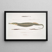 Syngnathe Carcé Poisson-tuyau Syngnathus Carce 2 Syngnathe Banded Poisson-tuyau Syngnathus faciatus 3 Syngnathe Hardwicke Poisson-tuyau Syngnathus Hardwickii - John Edward Gray — inramlat konstverk på väggen