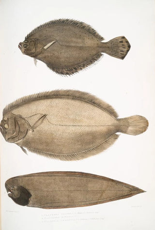 John Edward Gray - 1 Chinese Plaice Platessa Chinensis 2 Dr Russells Plaice Platessa Russellii 3 Short lined Finless Sole Plagusia abbreviata China.webp