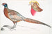 den kinesiska ringfasan Phasianus torquatus 2, huvud av den vanliga gyllene fasan Chrysolophus pictus - John Edward Gray — vy av konstverket