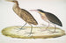 Héron cannelle Ardea cinnamonea 1 Héron à cou jaune Ardea flavicollis - John Edward Gray — vy av konstverket