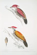 Pic cramoisi Picus mineatus 2 Pic indien à trois doigts Picus Tiga 3 En huvud av en hona - John Edward Gray — vy av konstverket