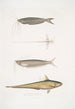 Acanthonote av Cuvier Silurus Acanthonotus Cuvieri 2 Ailia från Bengalen Malapterus Ailia Bengalensis - John Edward Gray — vy av konstverket