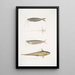 Acanthonote av Cuvier Silurus Acanthonotus Cuvieri 2 Ailia från Bengalen Malapterus Ailia Bengalensis - John Edward Gray — inramlat konstverk på väggen