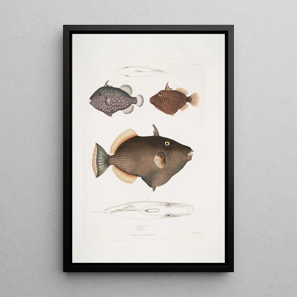 John Edward Gray - 1 Eyed Balistes Balistes oculatus 2 Amboina Balistes Balistes Ambomensis Amboinensis.webp