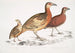 Cryptonyx ferrugineux Cryptonyx ferrugineus 2 Francolin à long bec Francolinus longinostris - John Edward Gray — vy av konstverket