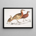 Cryptonyx ferrugineux Cryptonyx ferrugineus 2 Francolin à long bec Francolinus longinostris - John Edward Gray — inramlat konstverk på väggen
