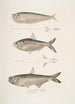 Bélier sans nageoires Ramcarata Apterygia Ramacarata 2 Chapra Shad Alosa Chapra 3 Hareng à longue mâchoire de Hamilton Thrissa Hamiltonii - John Edward Gray — vy av konstverket