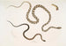 Gocool Dipsas Dipsus Dipsas Gocool 2 Lycodon à tête noire Lycodon melanocephalus - John Edward Gray — vy av konstverket