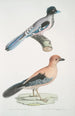 Geai gularis Garrulus gularis 2 Vacker geai Garrulus ornatus Naturlig storlek - John Edward Gray — vy av konstverket