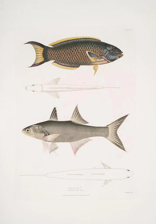 John Edward Gray - 1 Hardwickes Julis Julis Hardwickii 2 Shortrayed Paradise Fish PolynemusTeria.webp