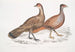 Hardwicke polyplectronmålning, Polyplectron hardwickii höna, Kina, British Museum 2. Francolin bai, Francolin med många sporrar - John Edward Gray — vy av konstverket