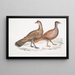 Hardwicke polyplectronmålning, Polyplectron hardwickii höna, Kina, British Museum 2. Francolin bai, Francolin med många sporrar - John Edward Gray — inramlat konstverk på väggen