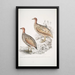 Francolin de Hepburn Perdix Hepburnii 2 Perdix Hepburnii var Pallida odypore - John Edward Gray — inramlat konstverk på väggen