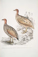 Francolin de Hepburn Perdix Hepburnii 2 Perdix Hepburnii var Pallida odypore - John Edward Gray — vy av konstverket