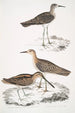 Bécassine de Horsfield Scolopax Horsfieldii 2 Indisk Bäcksippa - John Edward Gray — vy av konstverket