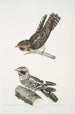 Engoulevent indien Caprimulgus Indicus 2 Engoulevent de Bombay Caprimulgus Asiaticus - John Edward Gray — vy av konstverket