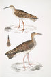 Bécasseau indien Totanus Indicus 2 Bécassine Bhegondee Bhegondic Limosa Hardwickii - John Edward Gray — vy av konstverket