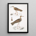 Bécasseau indien Totanus Indicus 2 Bécassine Bhegondee Bhegondic Limosa Hardwickii - John Edward Gray — inramlat konstverk på väggen