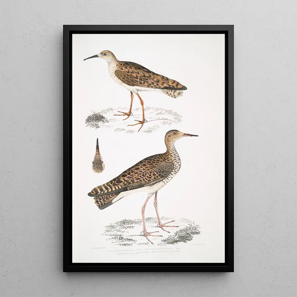 John Edward Gray - 1 Indian Sandpiper Totanus Indicus 2 Bhegondee Bhegondic Snipe Limosa Hardwickii.webp