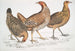 Poule javanaise Gallus furcatus 2 Poule de Lord Stanley Gallus stanleyi 3 Poule de Banks Gallus bankiva - John Edward Gray — vy av konstverket