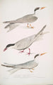 Sterne javanaise Sterna Javanica 2 Sterne allier Sterna similis 3 Sterne med brunt buk Sterna acuticauda - John Edward Gray — vy av konstverket