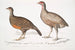 Lady North Polyplectron Polyplectron pectrophora Polyplectron northi 2 Perdrix ponctuée Perdix punctulata - John Edward Gray — vy av konstverket