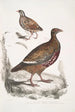 Perdrix Lerwa Perdix Lerwa 2 Caille à bec rouge Coturnix erythrorhyncha - John Edward Gray — vy av konstverket