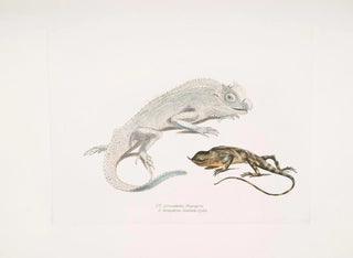 Lézard à tête de lyre de Macgregor, Lézard licorne de Stoddart, Ceylan - John Edward Gray — vy av konstverket