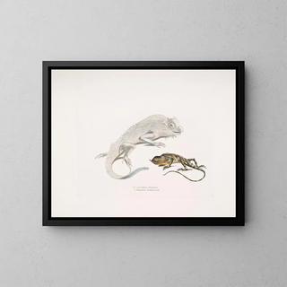 Lézard à tête de lyre de Macgregor, Lézard licorne de Stoddart, Ceylan - John Edward Gray — inramlat konstverk på väggen