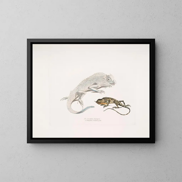 Lézard à tête de lyre de Macgregor, Lézard licorne de Stoddart, Ceylan - John Edward Gray — inramlat konstverk på väggen