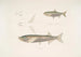 Carpe Morar Cyprinus Morar 2 Carpe Cora Cyprinus Cora - John Edward Gray — vy av konstverket
