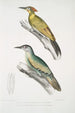 Pic du Népal Picus Nepaulensis 2 Pic à moustaches Picus barbatus - John Edward Gray — vy av konstverket