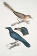 Geai à oreilles pâles Garrulus albifrons 2 Corbeau à gros bec Corvus macrorhynchus - John Edward Gray — vy av konstverket