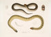 Penang Hypserina Hypserina Hardwickii 2. Havsorm kort av Hardwick, Lapemis Hardwickii - John Edward Gray — vy av konstverket